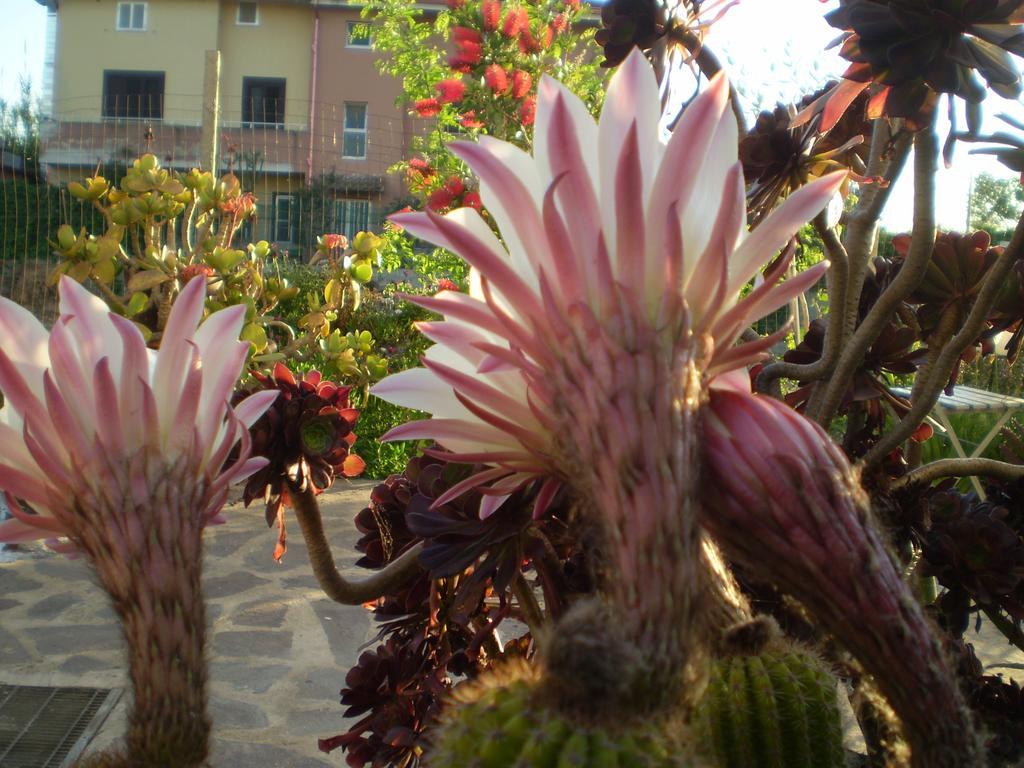 Il Giardino Di Emilio Bed and Breakfast Marrùbiu Buitenkant foto